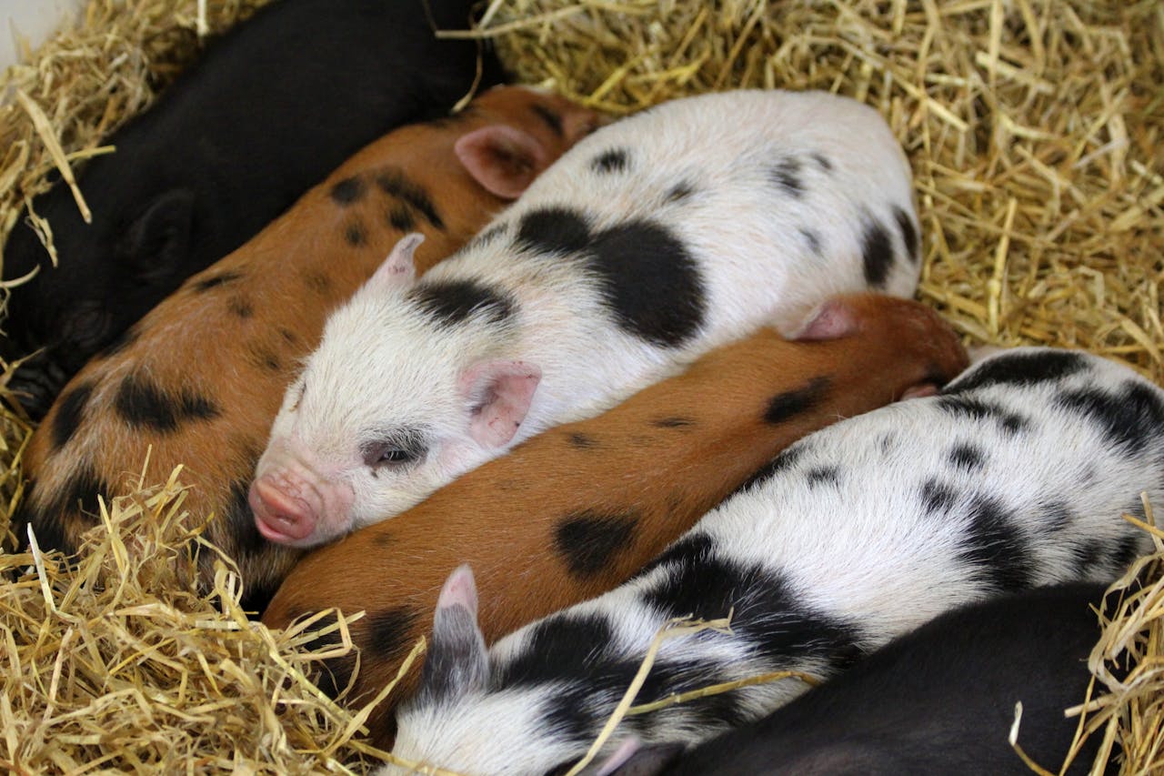 Ferme animaliere